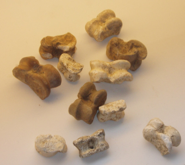 Kempten_Astragaloi