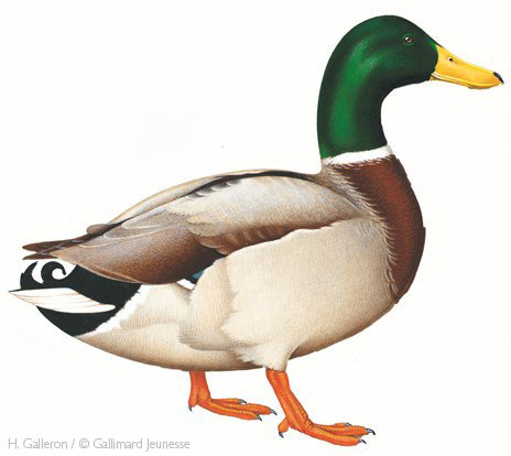 canard_image_full