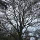 L’arbre à lettres