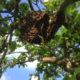 L’essaim d’abeilles